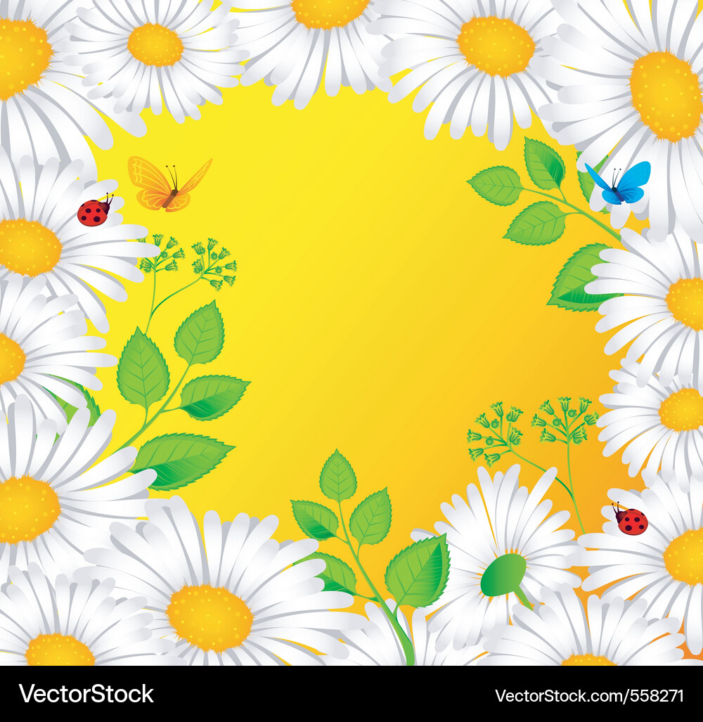 Chamomiles background Vector Image