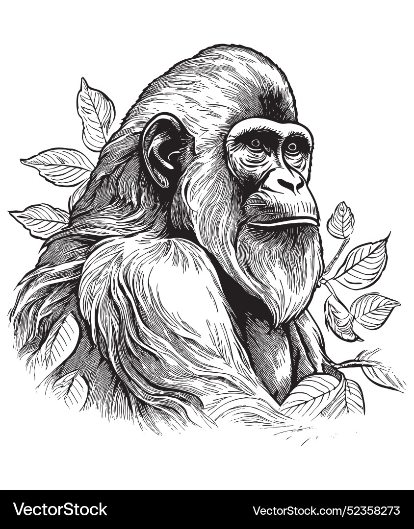Vintage Gravur einer Gorilla mit Blumen Vintage Gravur einer Gorilla mit Blumen vektorbild