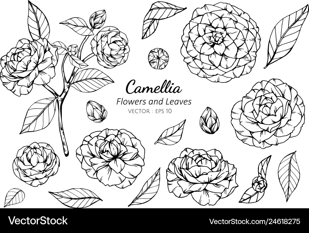 Collection set of camellia flower and leaves Collection set of camellia flower and leaves vector image