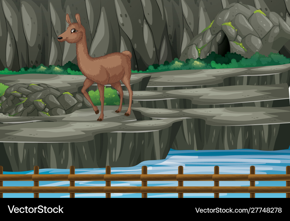 Scene with alpaca in zoo Scene with alpaca in zoo vector image