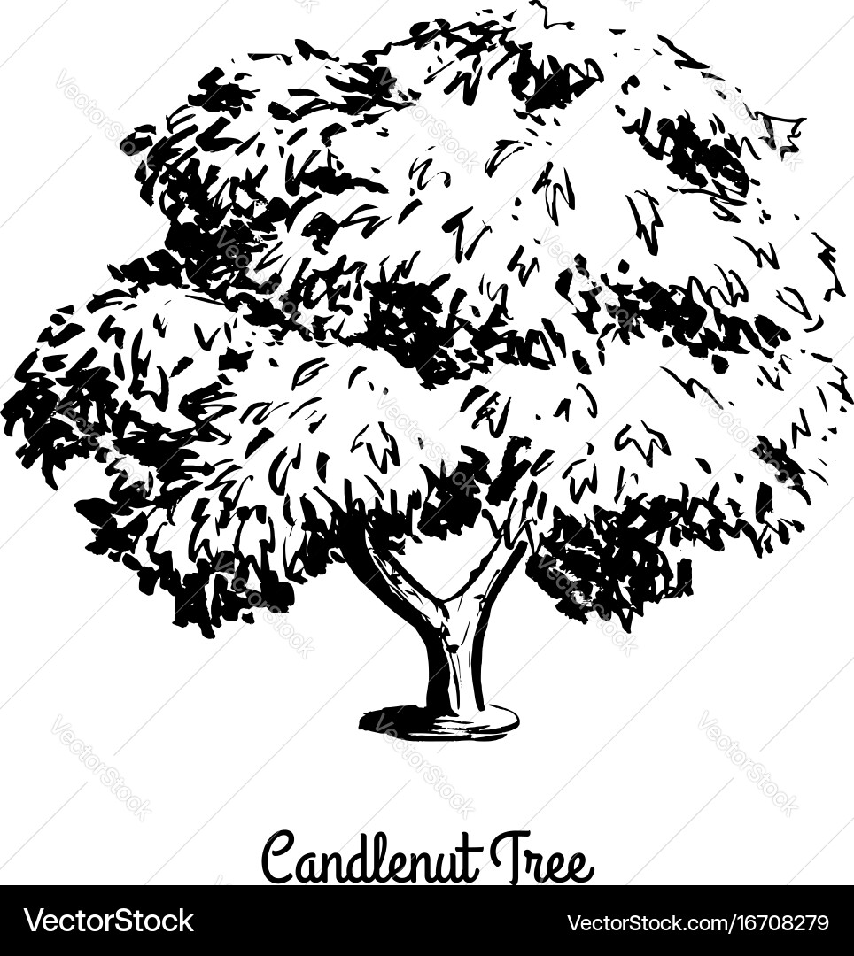 Sketch tree Vector Image