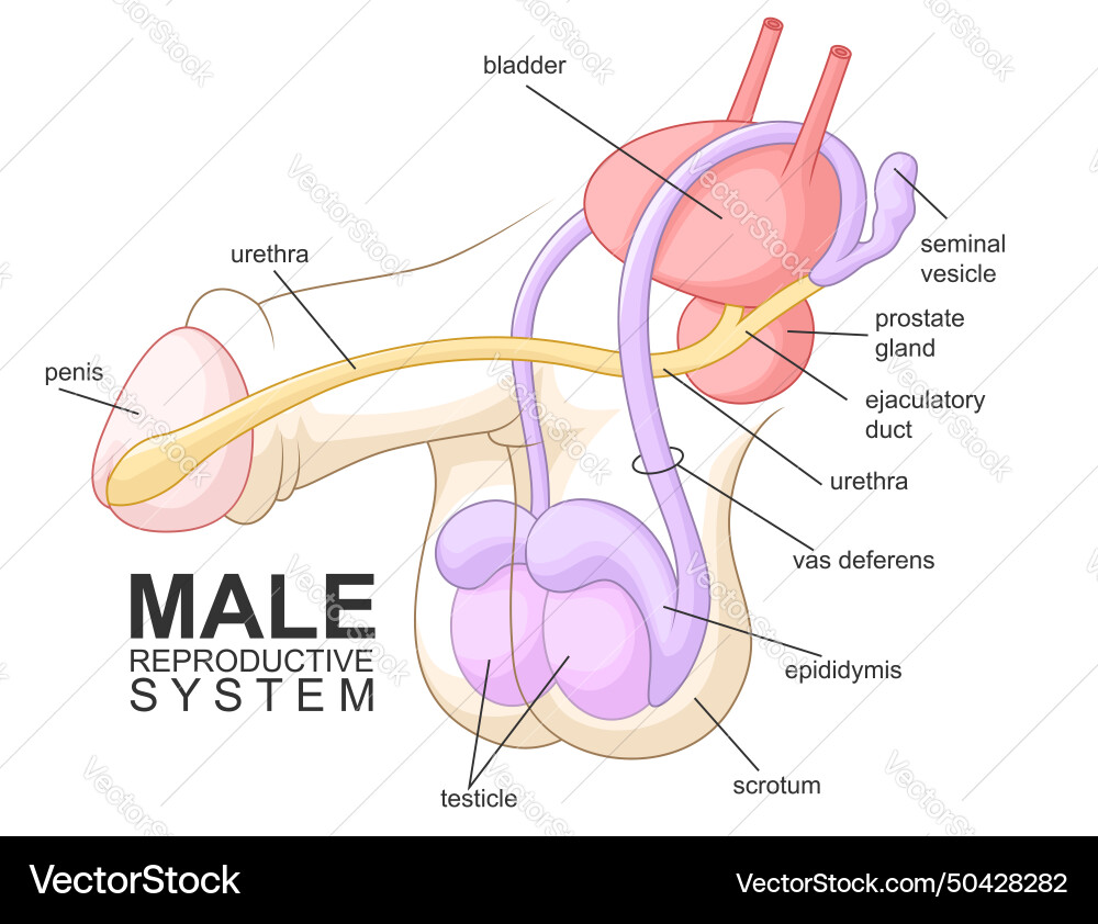 Male reproductive system cartoon health Male reproductive system cartoon health vector image
