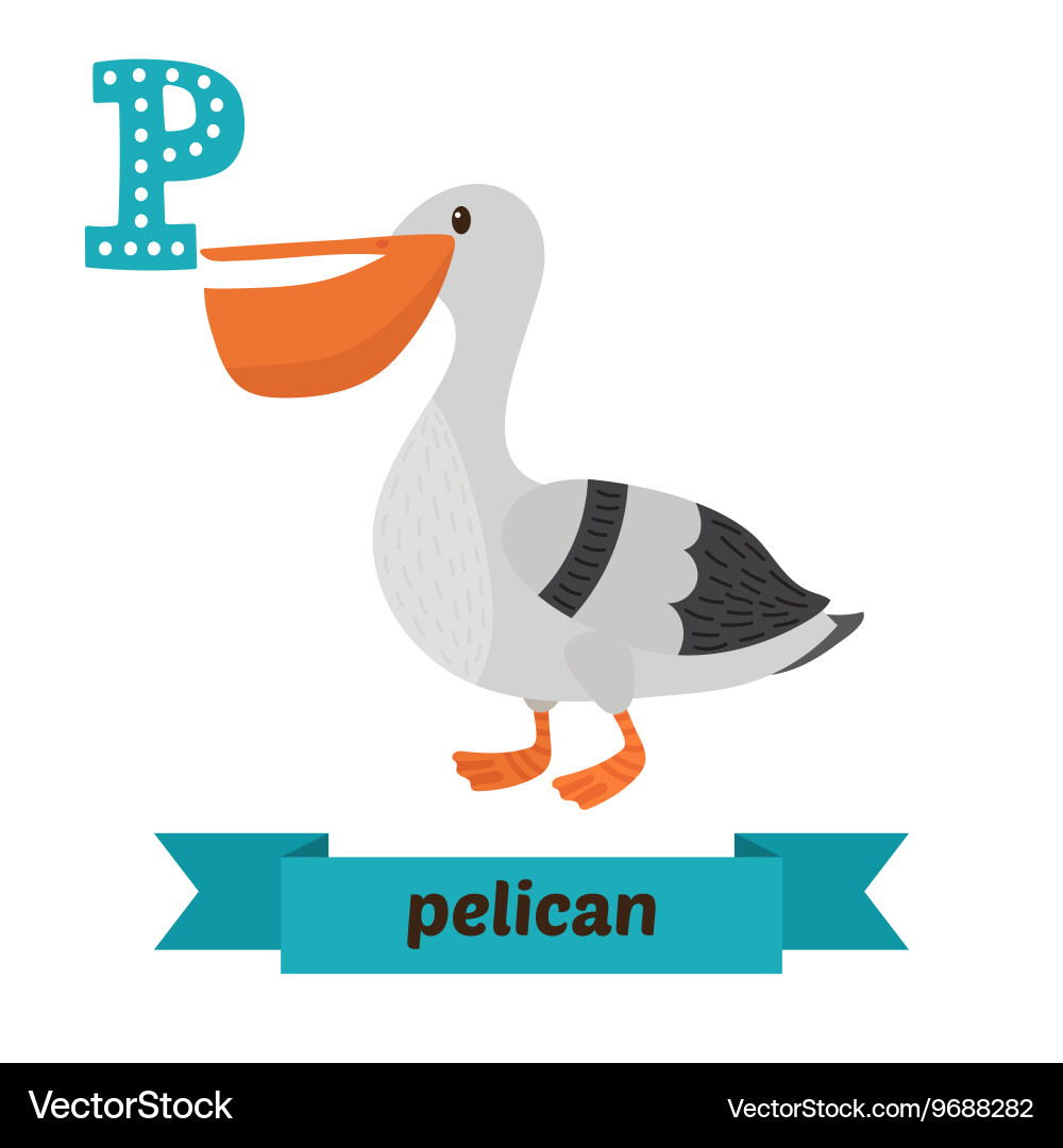 Pelican p letter cute children animal alphabet Vector Image