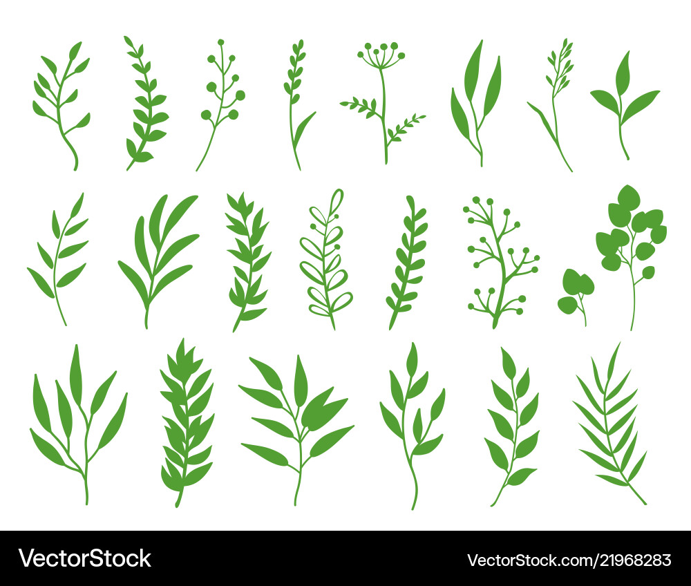 Green Herb and Branch Collection Vector Image
