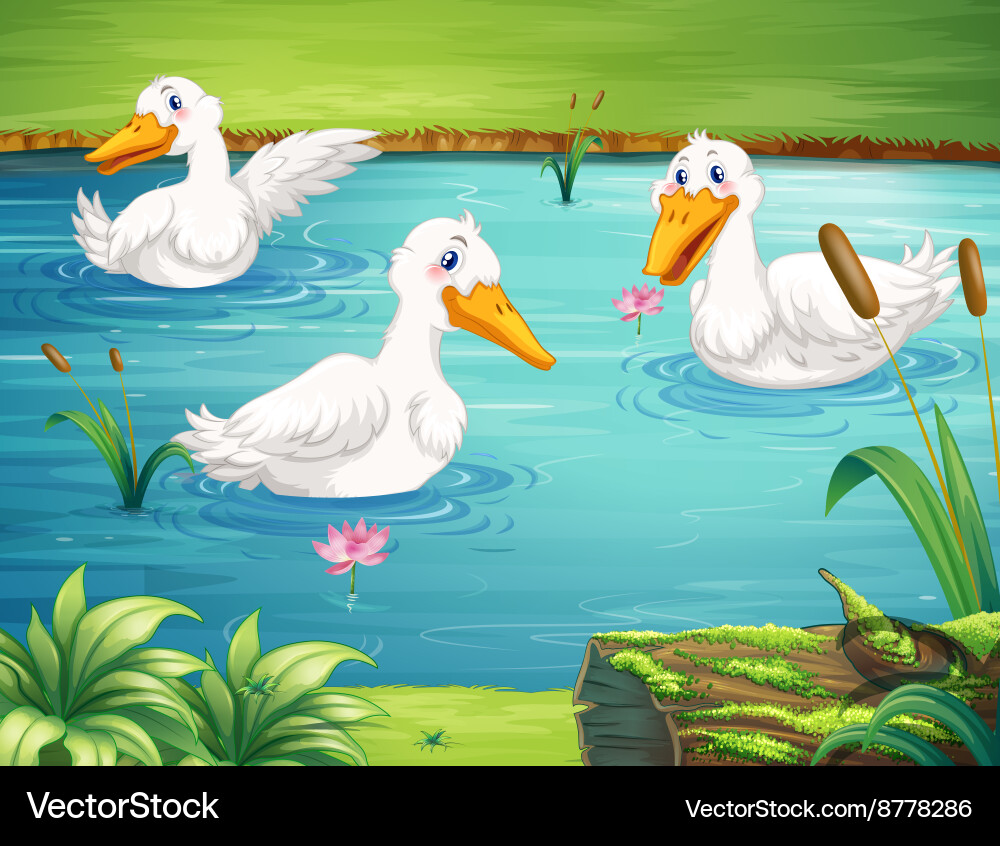 Three ducks swimming in the pond Royalty Free Vector Image