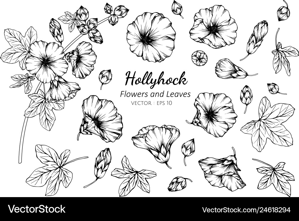 Hollyhock Flower & Leaf Set Vector Image