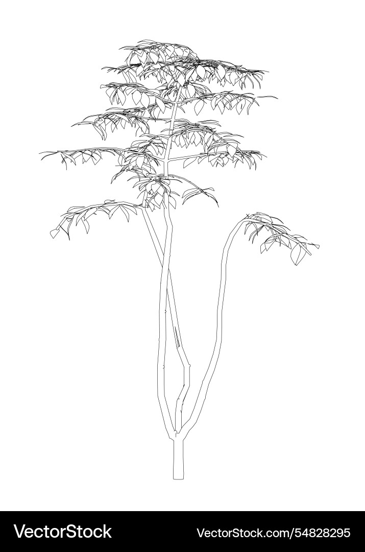 Outline of a tree from black lines isolated Outline of a tree from black lines isolated Vector Image