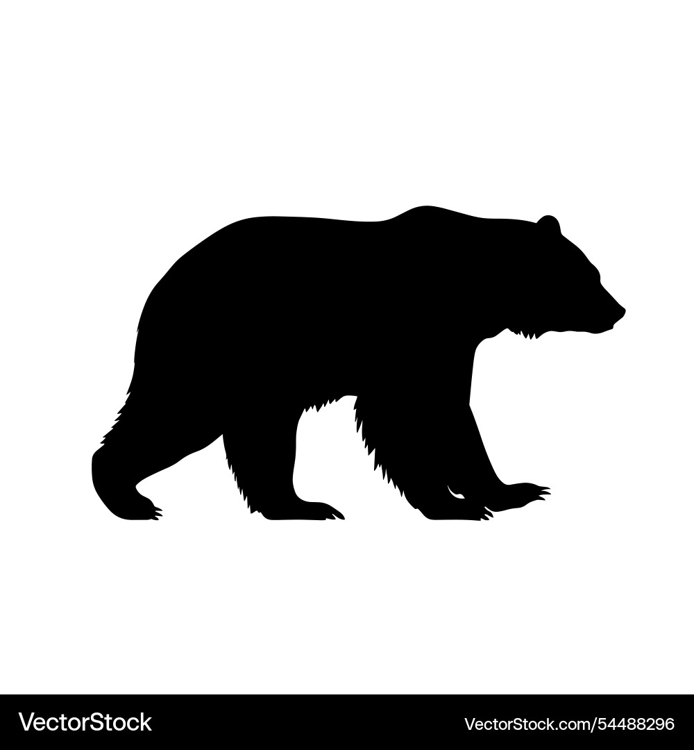 Large bear walking on a plain background during Vector Image