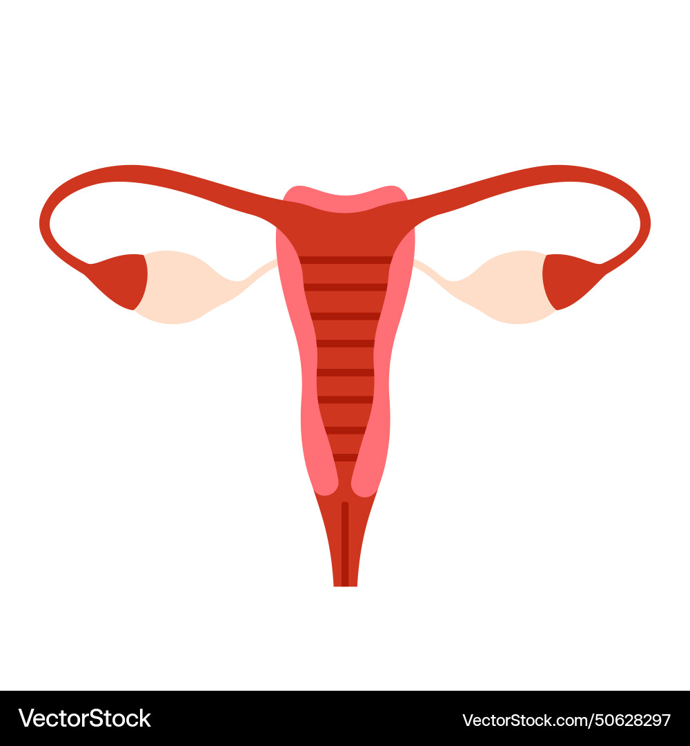 Female reproductive organs medical anatomical Vector Image