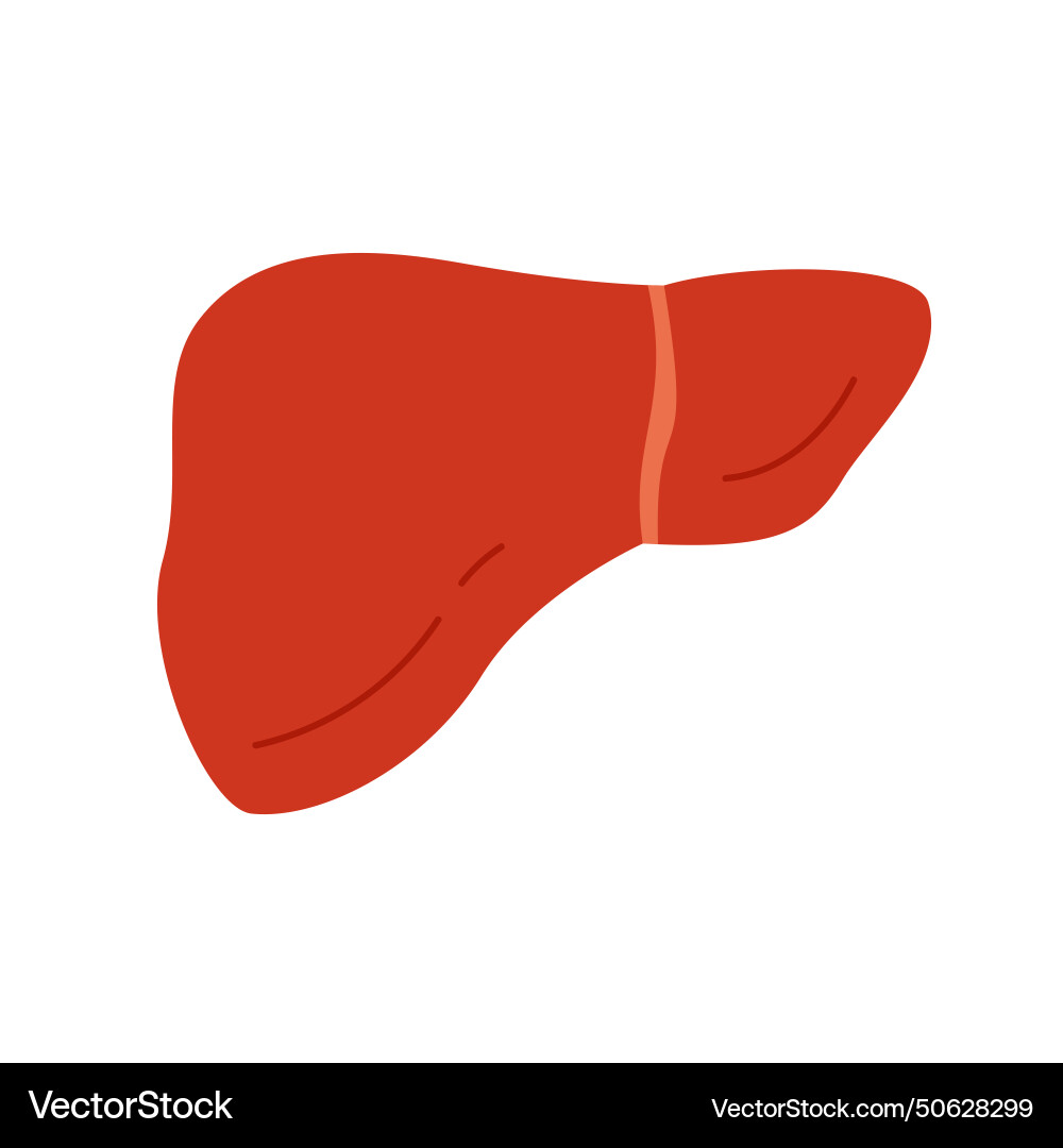 Human liver internal organ of digestive system Human liver internal organ of digestive system Vector Image
