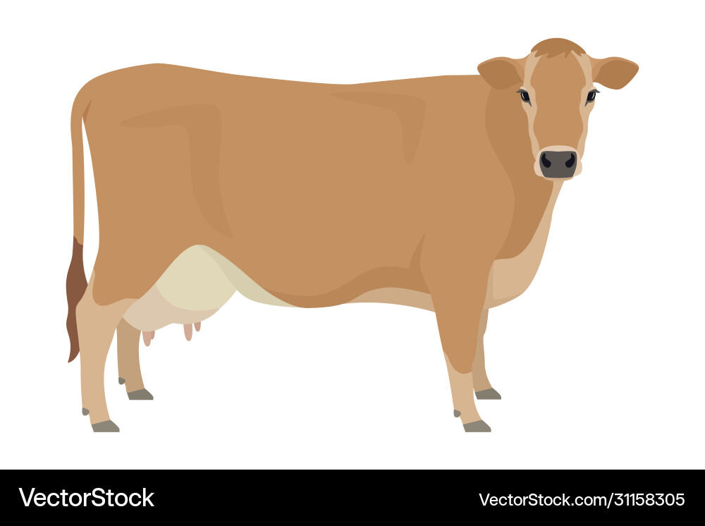 Jersey cattle flat isolated object Royalty Free Vector Image