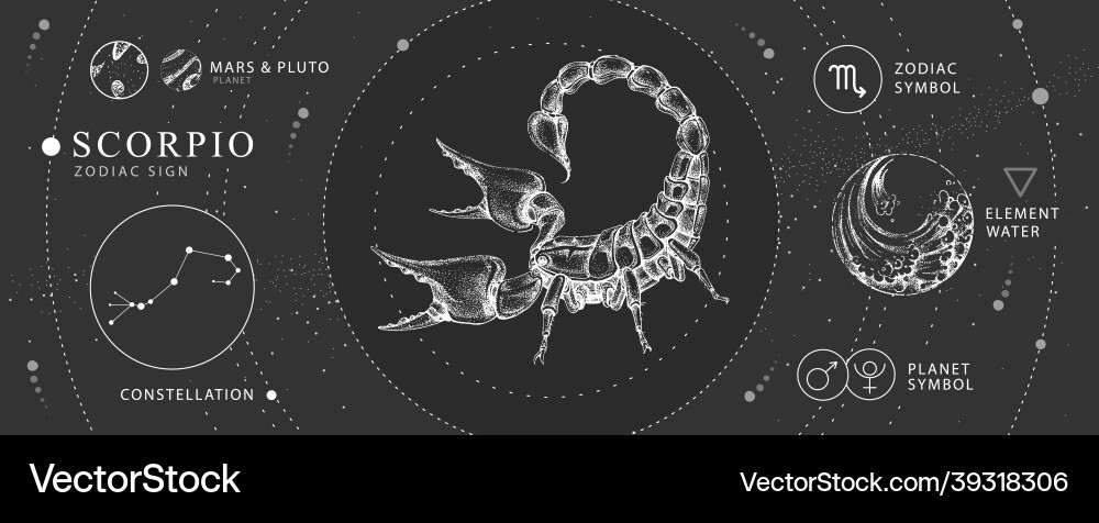 Magic card with astrology scorpio zodiac sign Magic card with astrology scorpio zodiac sign vector image