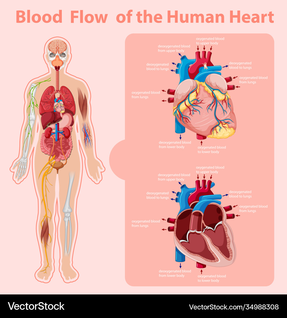 Blood flow human heart information Royalty Free Vector Image