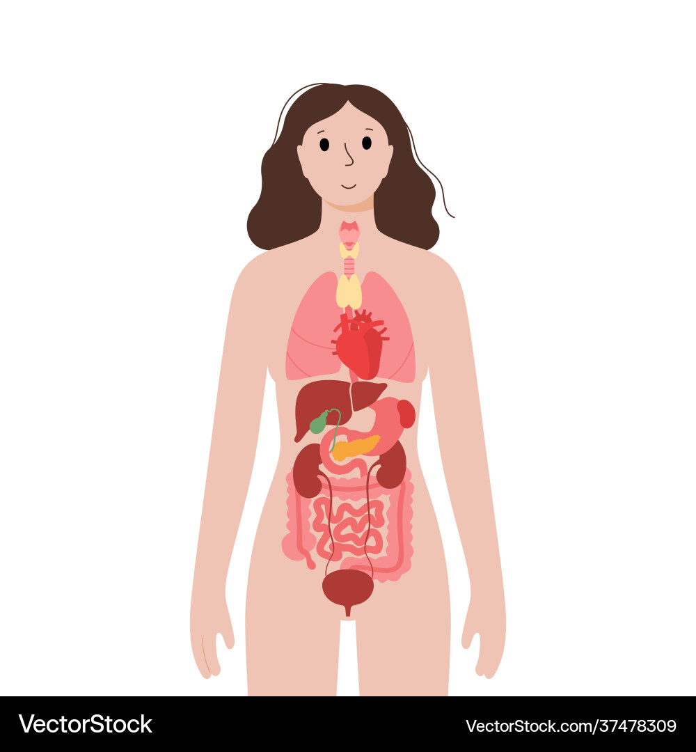 Internal organs in female body – Royalty-Free Vector | VectorStock, image size:1000x1080