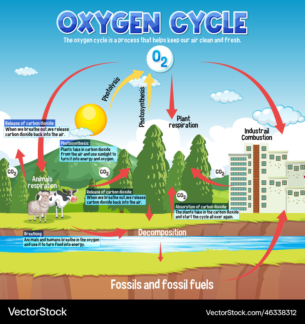 Oxygen Cycle Diagram - Science Education Vector Image