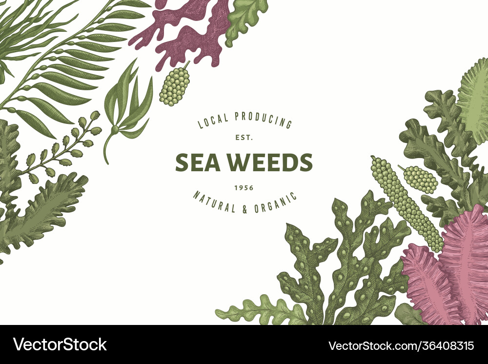 Seaweed design template hand drawn seaweeds Vector Image