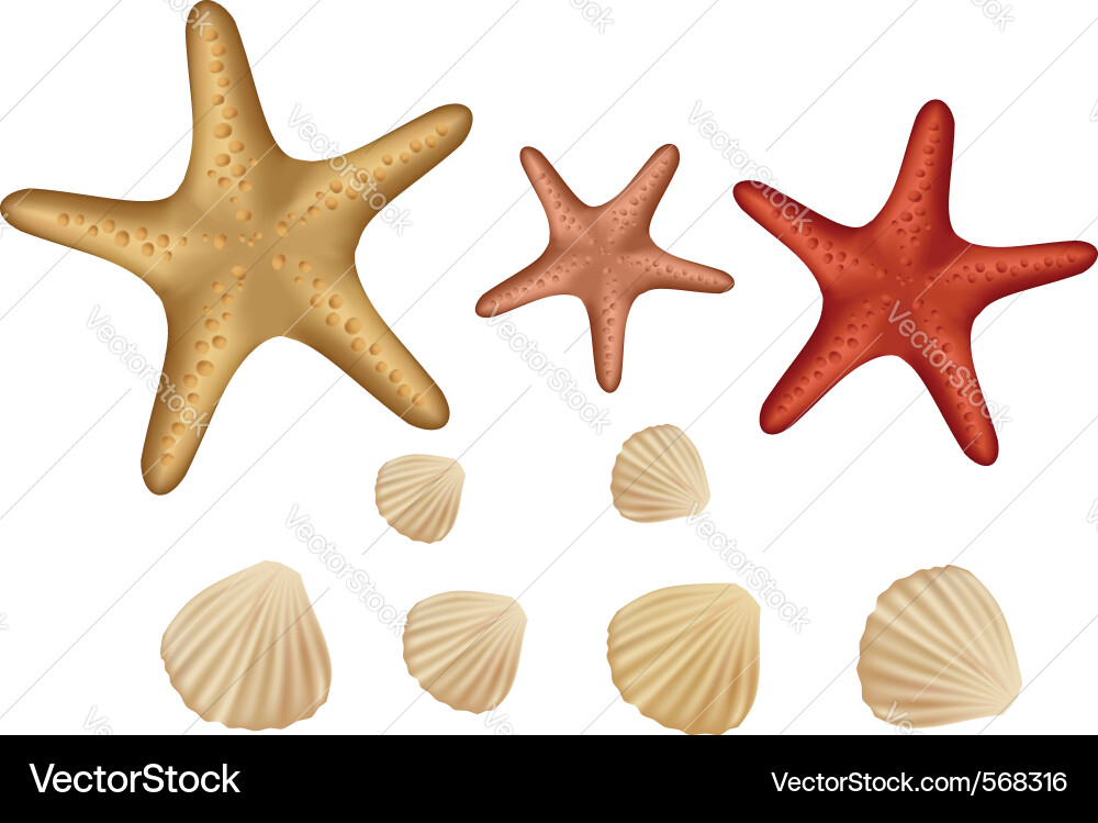 Seashell collection Royalty Free Vector Image - VectorStock