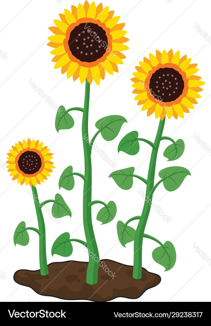 Cartoon garden sunflowers grow in soil Cartoon garden sunflowers grow in soil vector image