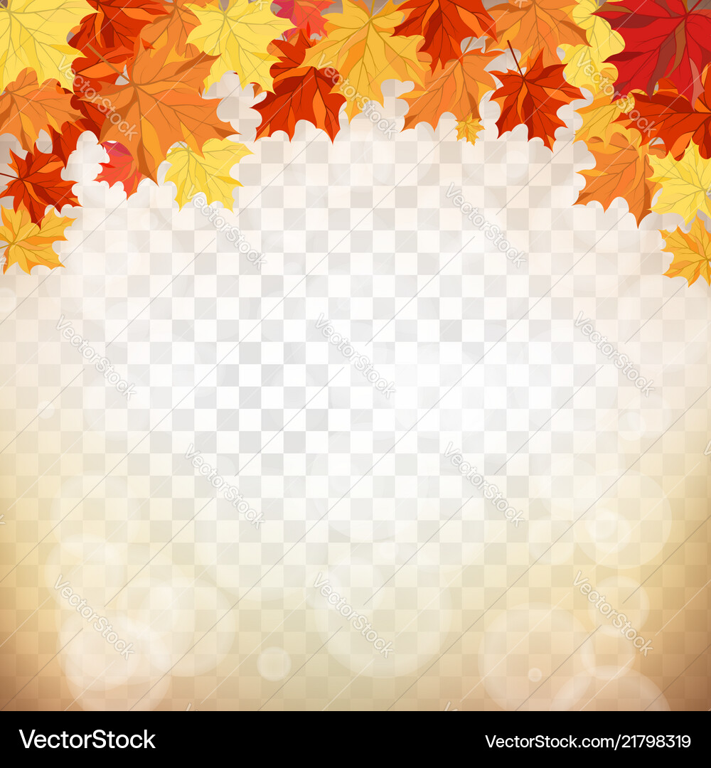 Maple leaves on transparency grid Vector Image