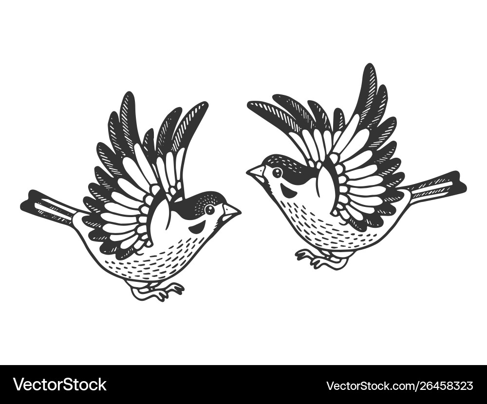 Scratchboard Sparrow Sketch vector image