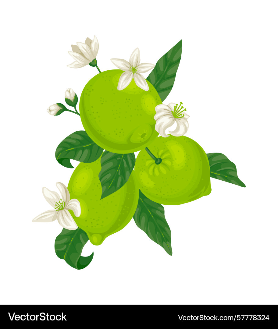 Lime tree branch displaying ripe fruits alongside Vector Image