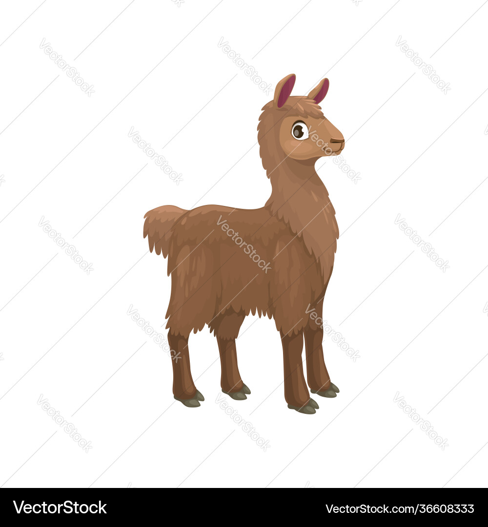Llama alpaca isolated cartoon animal camel family Llama alpaca isolated cartoon animal camel family vector image