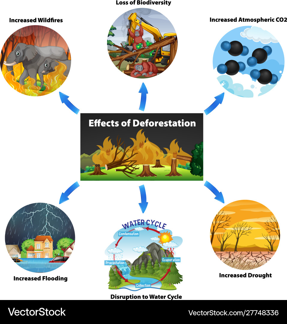 Chart showing effects deforestation Royalty Free Vector