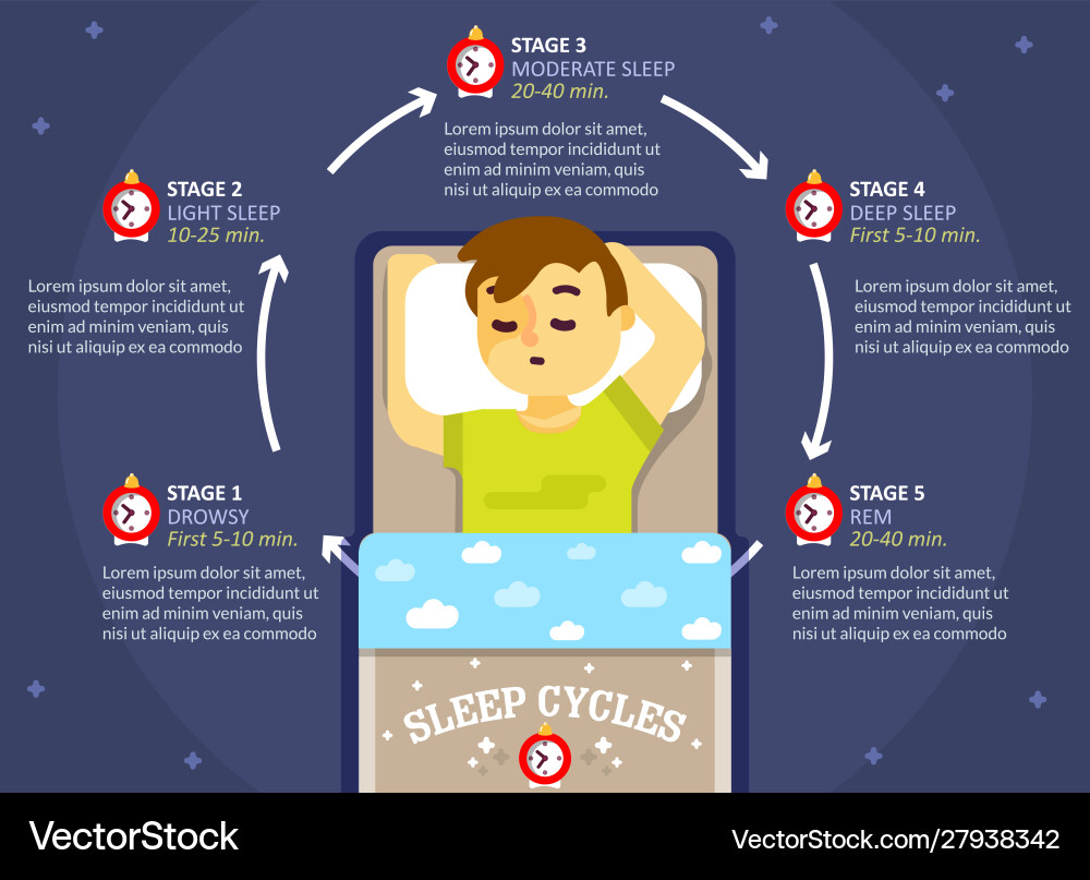 Sleep cycle infographics education diagram Sleep cycle infographics education diagram vector image