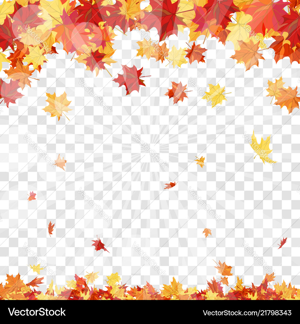 Maple leaves on transparency grid Maple leaves on transparency grid vector image