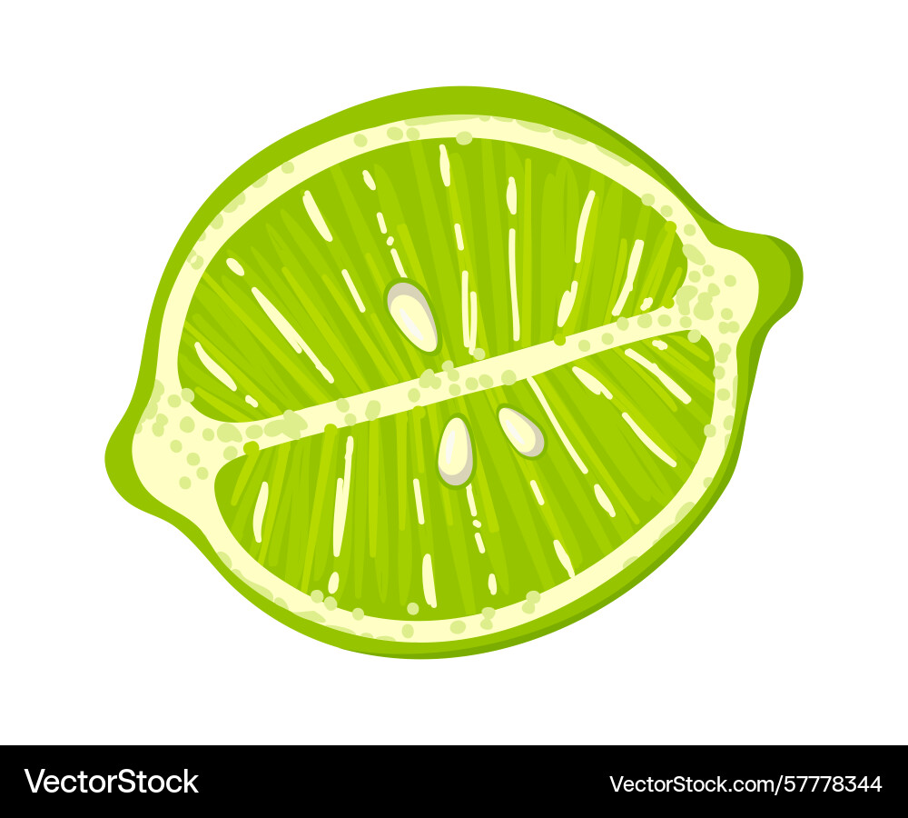 Cross section of a lime displaying vibrant green Cross section of a lime displaying vibrant green vector image