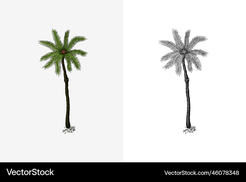 Coconut palm tropical trees exotic plants vector image