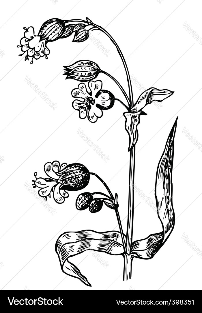 Elegant Floral Blossom Vector Image
