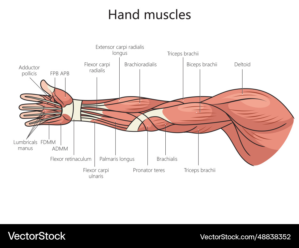 Muscles of the posterior arm and forearm (left) Diagram | Quizlet, image size:1000x830