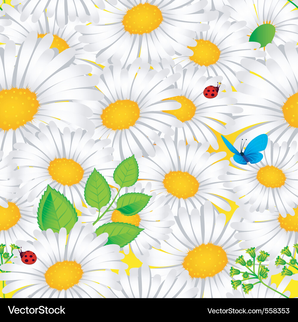 Chamomile Blossom Pattern Vector Image