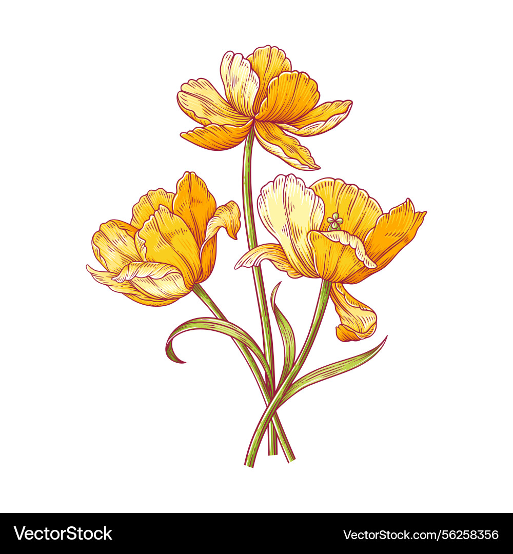 Tulips bouquet yellow color dutch graceful Tulips bouquet yellow color dutch graceful vector image