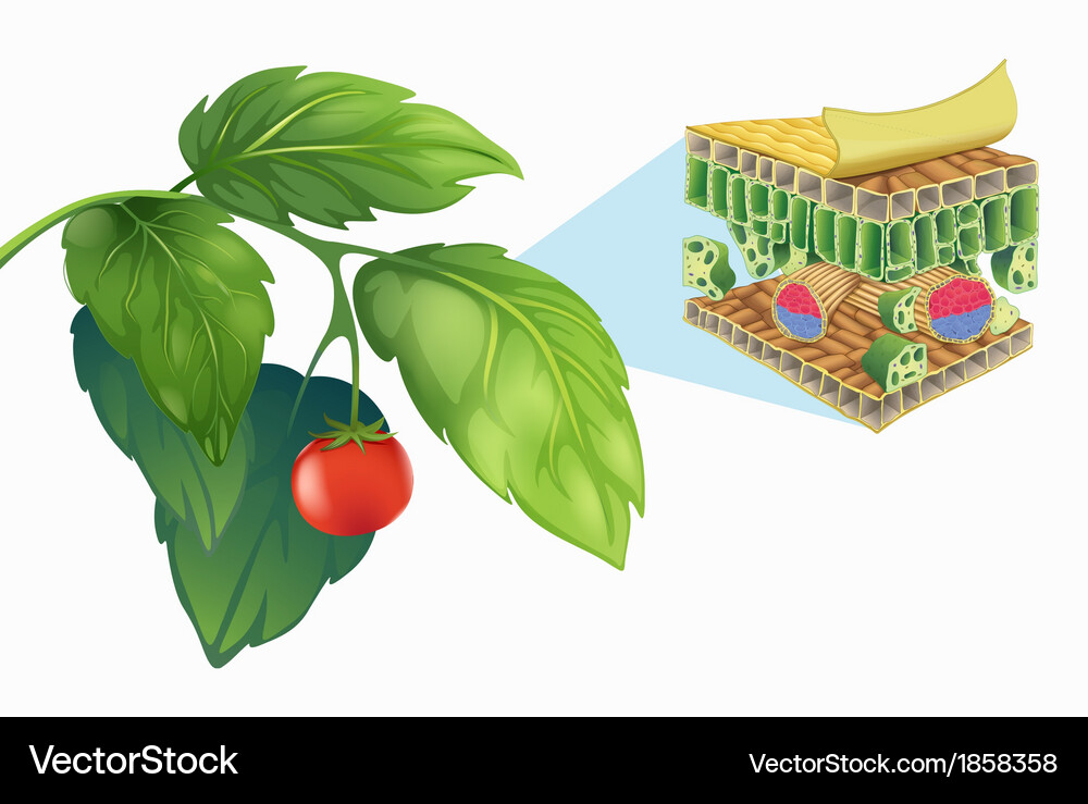 Structure of a leaf Vector Image