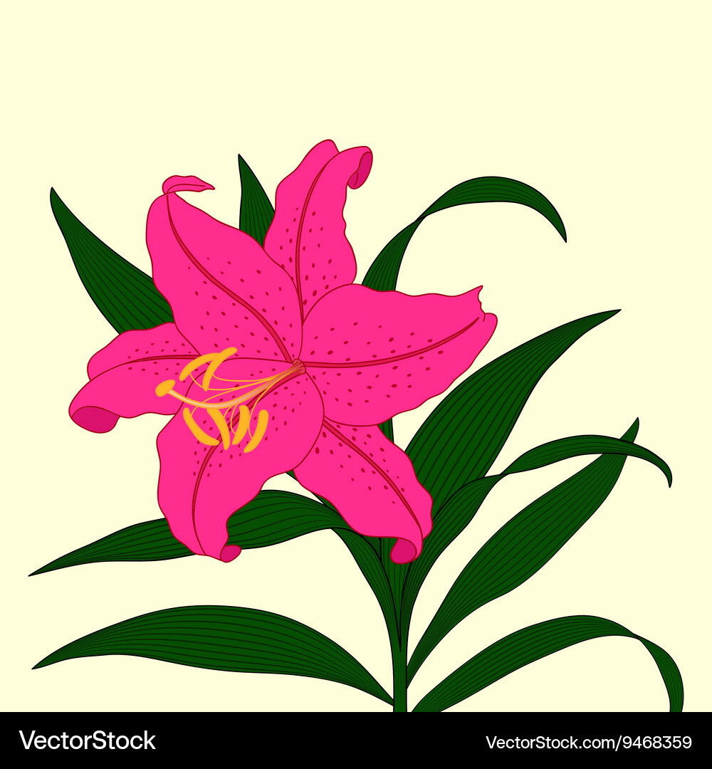 Beautiful lily flower on a light background Vector Image