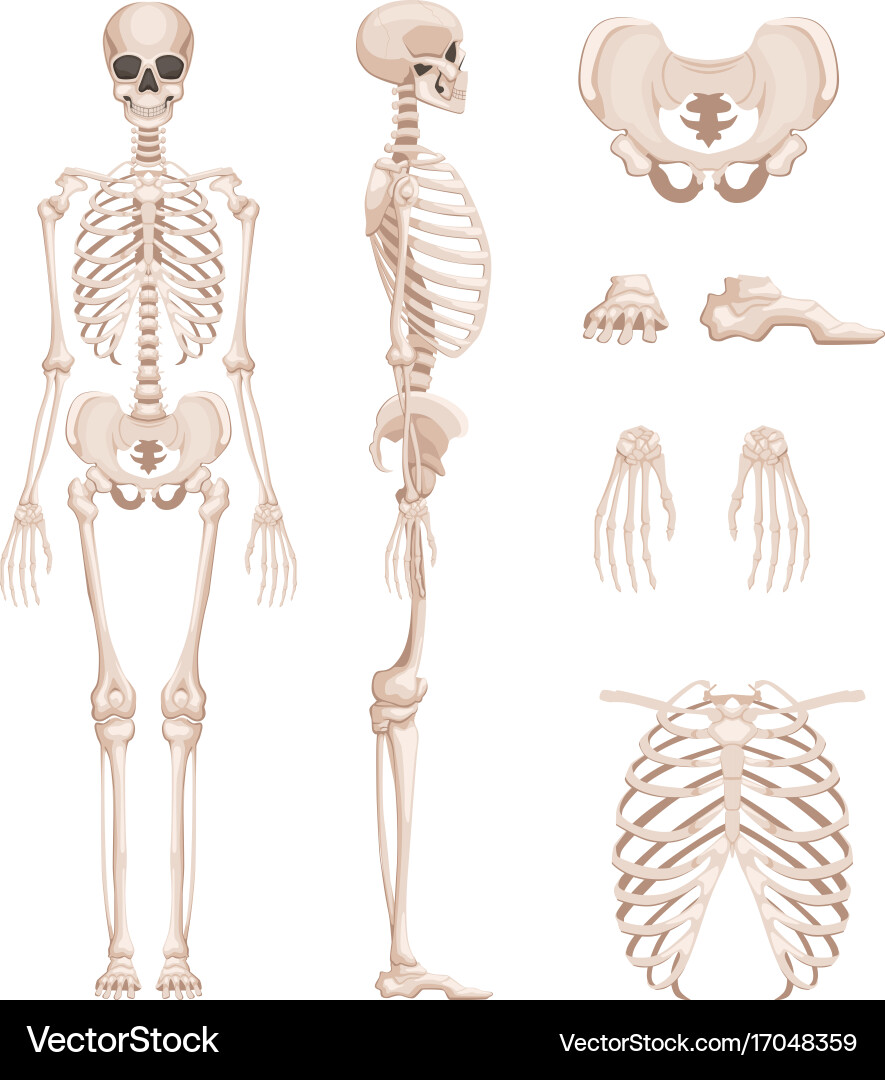 Human Skeleton Anatomy Diagram Royalty Free Vector Image