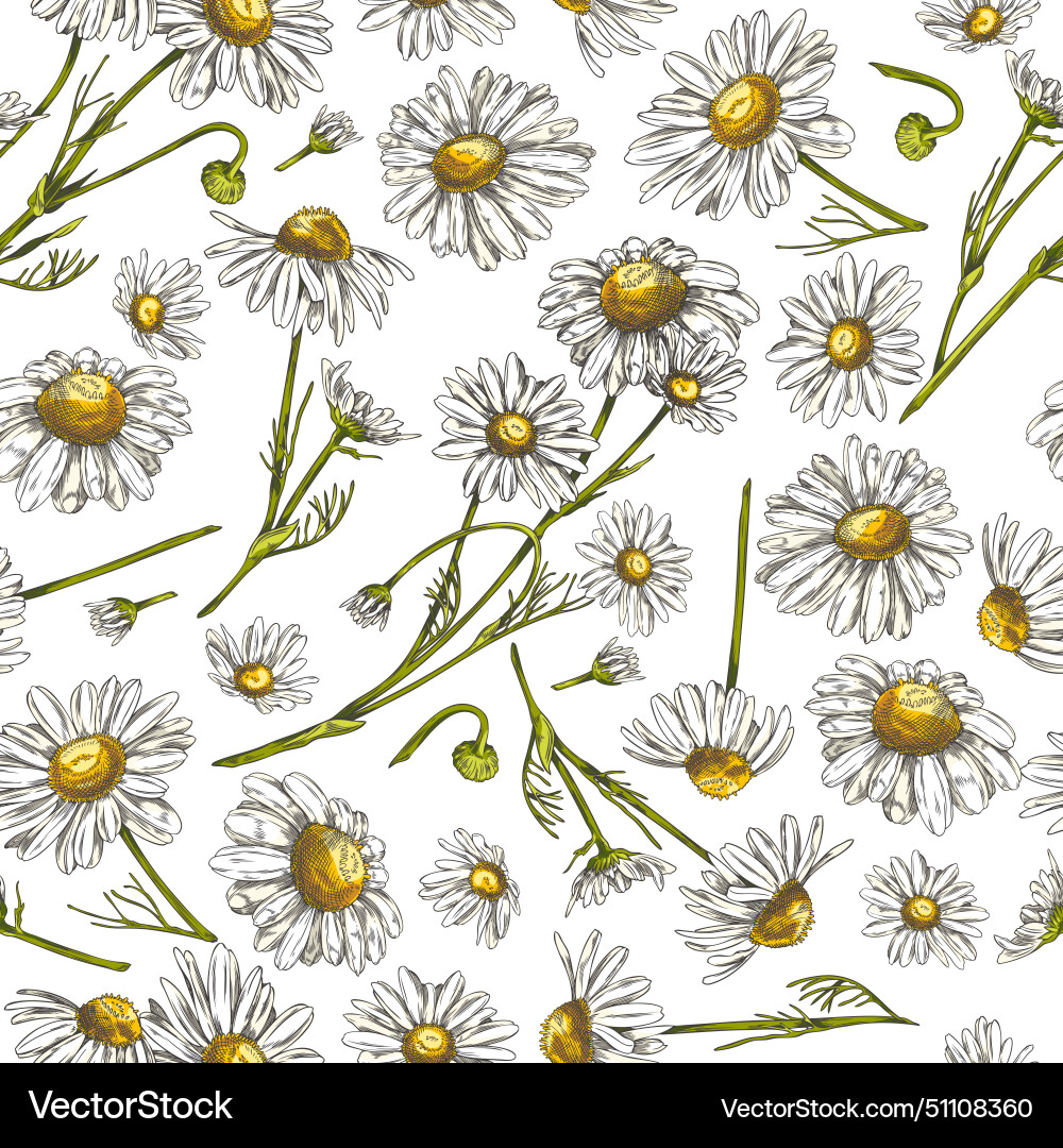 Seamless pattern with chamomile background Seamless pattern with chamomile background Vector Image