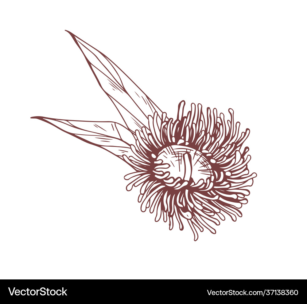 Sketch blooming eucalyptus flower outlined Sketch blooming eucalyptus flower outlined vector image