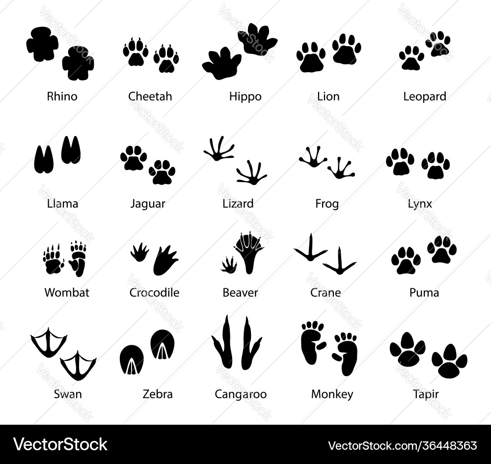 Animal Footprints & Tracks - Wildlife Set Vector Image