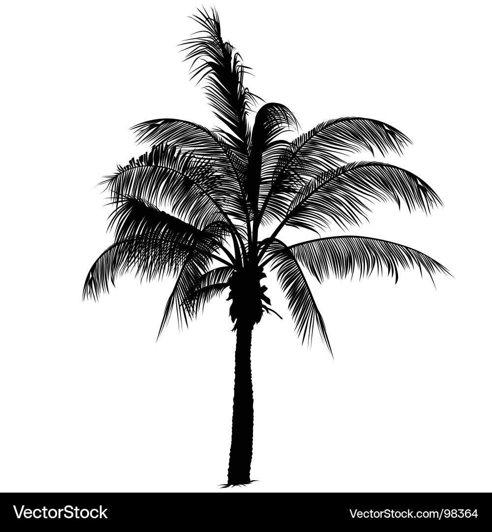 Palm Tree Silhouette - Black vector image