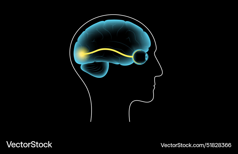 Optic nerve anatomy Royalty Free Vector Image Biology Diagrams