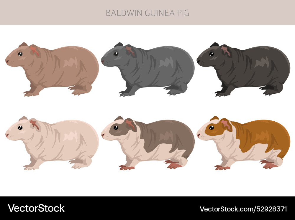 Baldwin haarlose Meerschweinchen Clipart alle Mantel Baldwin haarlose Meerschweinchen Clipart alle Mantel vektorbild