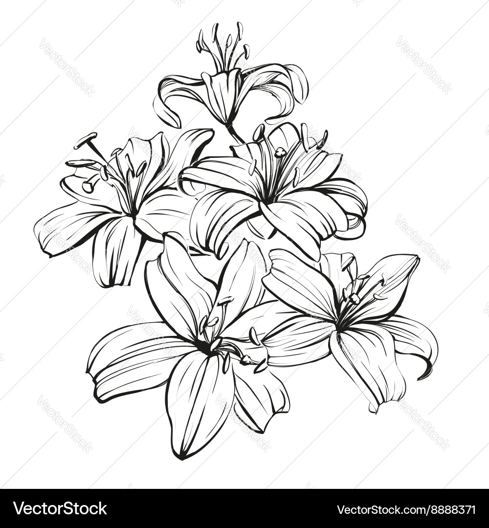 Hand Drawn Lilies Sketch Vector Image