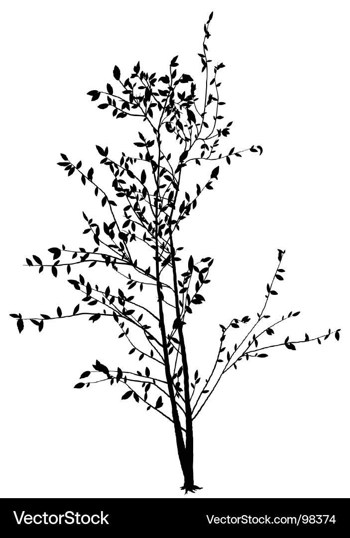 Tree Silhouette Black vector image