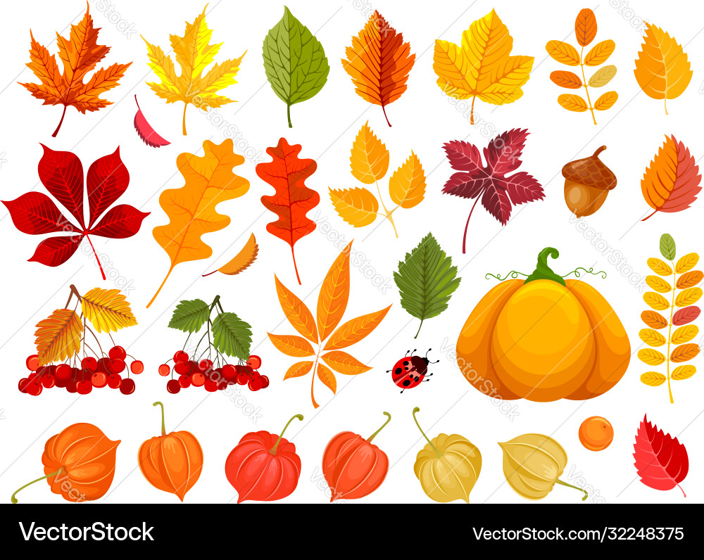 Fall leaves and autumn objects set Fall leaves and autumn objects set vector image