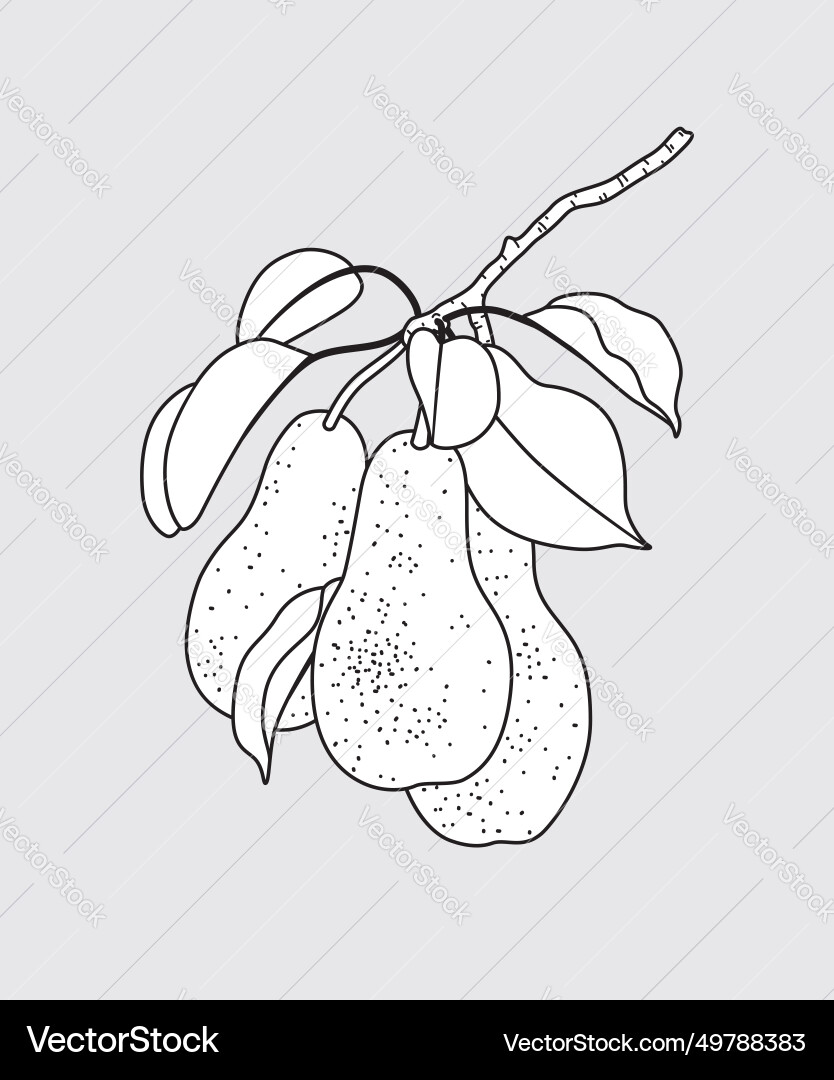 Outlined pear tree branch with pears Outlined pear tree branch with pears vector image