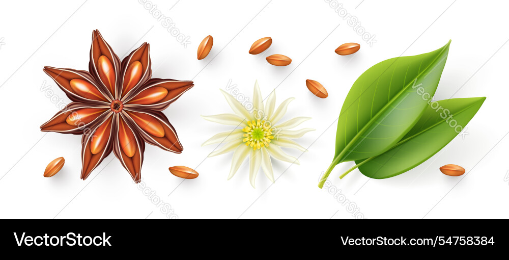 Orion star anise organic natural seasoning spice Orion star anise organic natural seasoning spice vector image