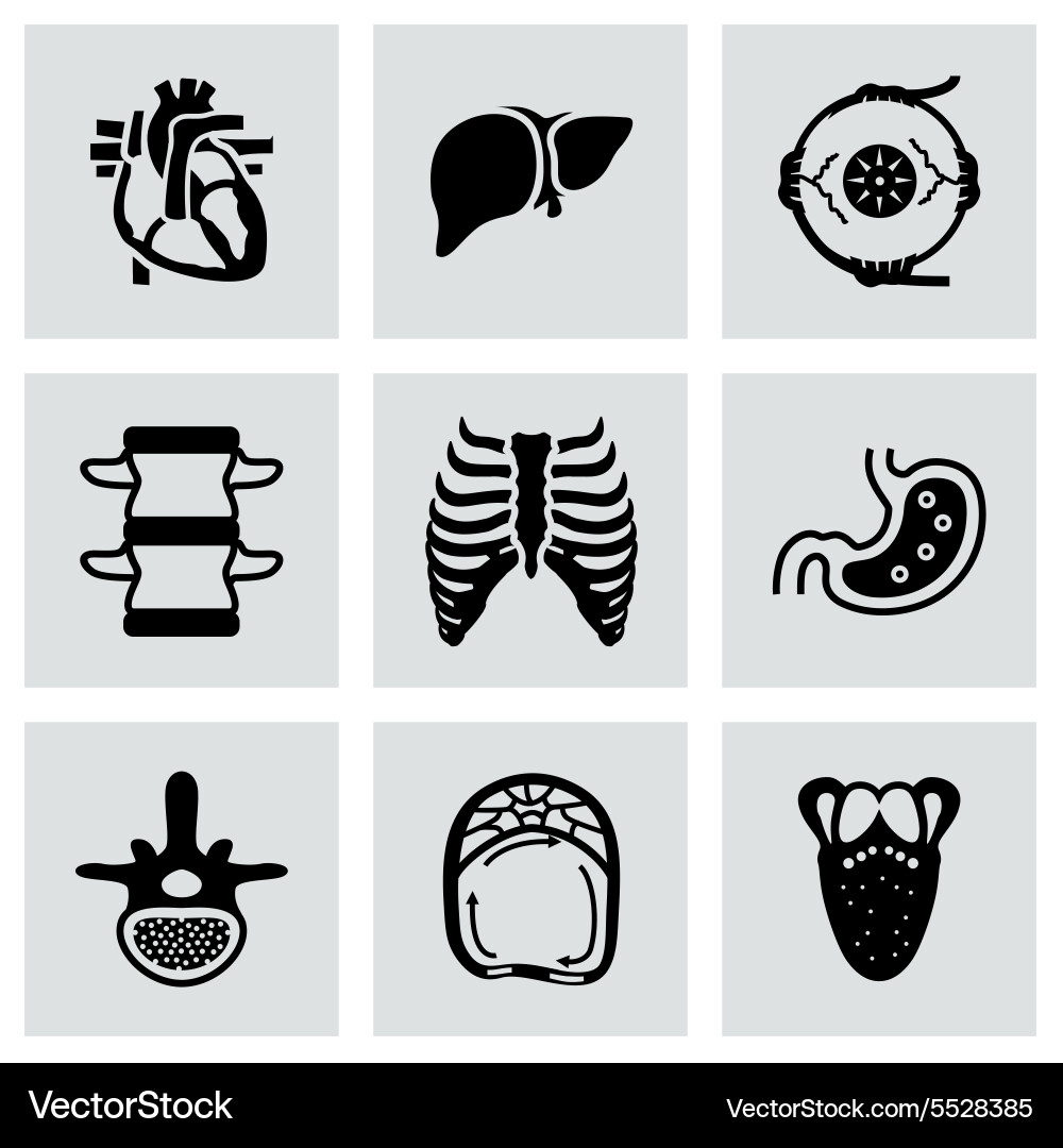 Anatomie Icon Set Lizenzfreies Vektorbild - VectorStock